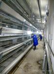 Chicken Egg Laying Hens Cage Commercial Poultry Farming Equipment Automated