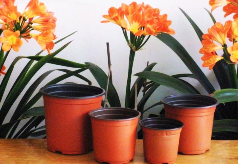 Degradable Polymers Blister Small Plastic Flower Pots For Plant