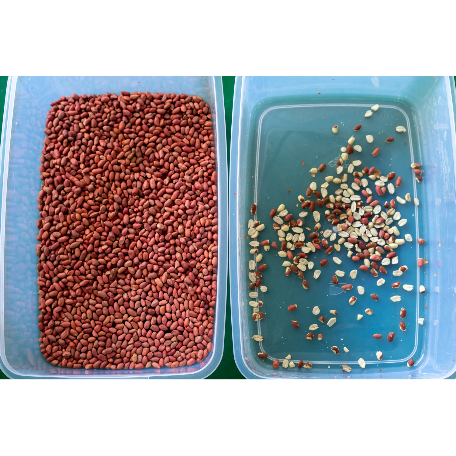 Intelligent 10 Chutes Coffee Color Sorter With Human Computer Interface