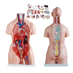 Quality 11kgs 85cm Human Anatomy Model , Unisex Torso Model With 23 Parts wholesale