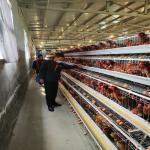 A specialized layer battery cage for poultry farms, housing chickens for laying