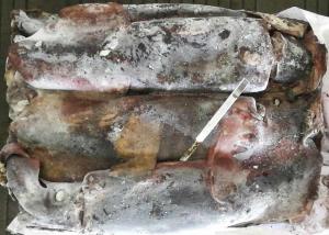 Quality Whole Round Frozen Squid Tubes Dosidicus Gigas Bqf Good Freshness Peru Giant wholesale