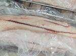 2kg Sail Fish IQF Freezing Seafood HGT Frozen Marlin bone