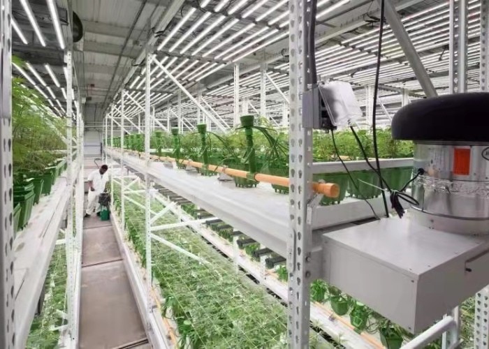 Vegetable Outdoor Indoor Plant Growing Rack 1.22x2.44m Ebb Flood Fixed Table Growing Rack For Medical Plants