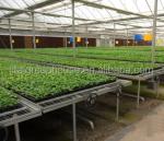 Hydroponic System for Aquaponics in Multi-Span Agricultural Greenhouse