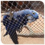 Flexible Stainless Steel Bird Mesh High Intensity 20mm - 200mm Aperture