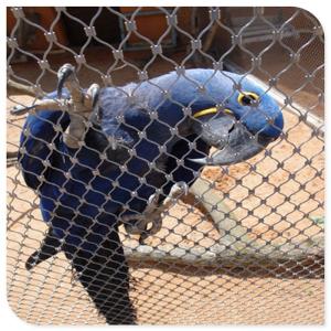 Quality Flexible Stainless Steel Bird Mesh High Intensity 20mm - 200mm Aperture wholesale