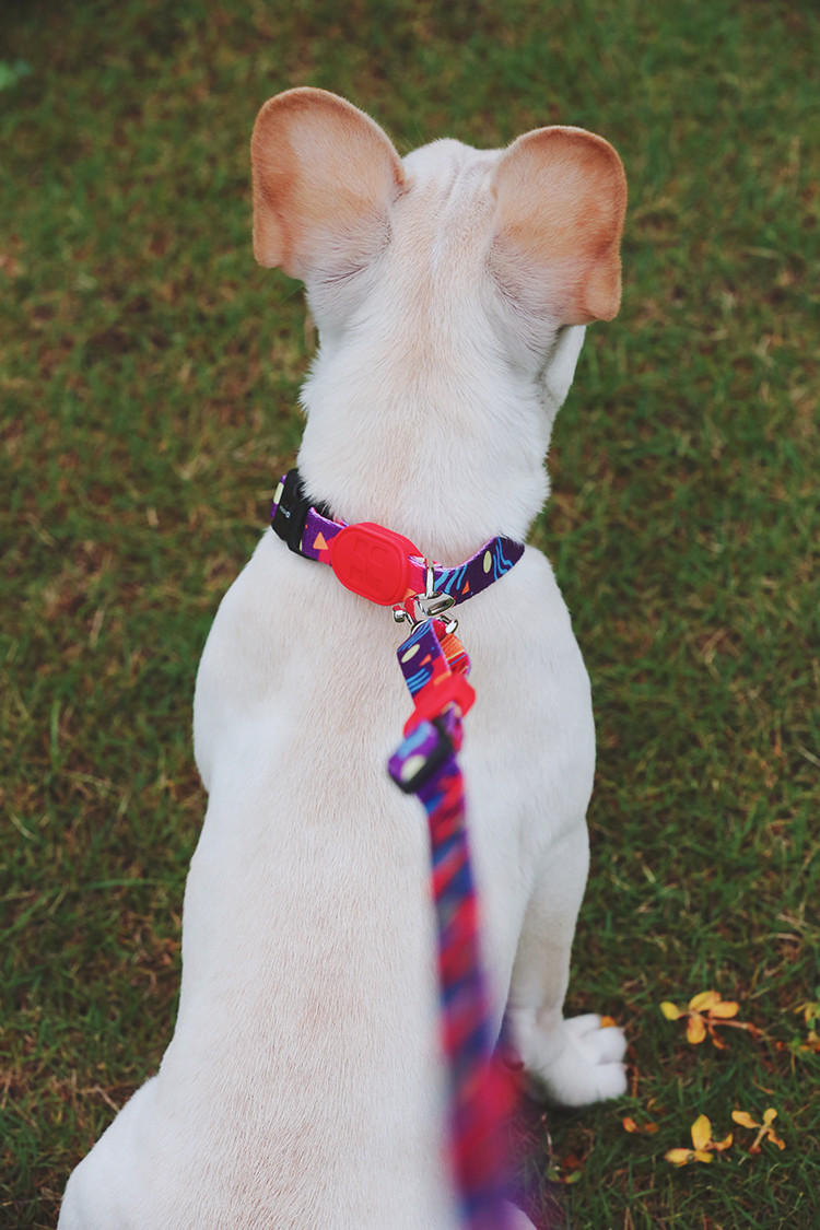 3m 5m Dog Lead