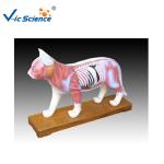 66x64x35cm Animal Acupuncture Model