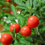 manufacture supply ashwagandha powder,ayurveda ashwagandha-Withania Somnifera L.