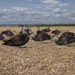 Fully Flocked Duck Silhouette Decoy 5mm Thickness 1200g Black Color Waterproof