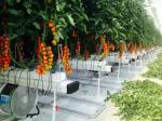 Arched / Dome Tomato Plant Greenhouse Cover Material PEP / PO Plastic Film