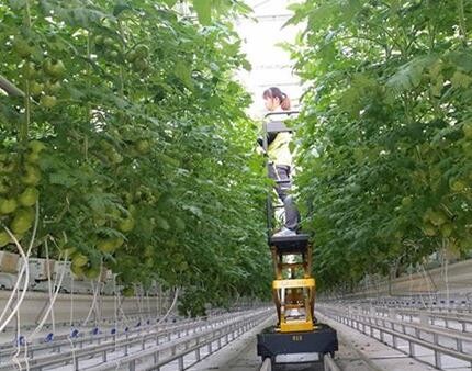 Easy Assemble Tomato Plant Greenhouse Gutter Height 3.0-6.0m Hanging Load 0.15KN/M2