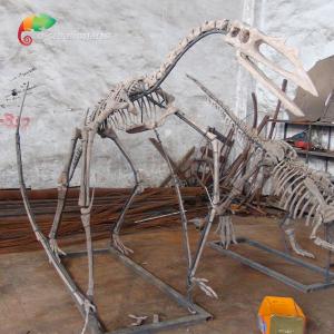 Quality Museum Exhibition Resin Dinosaur Skeleton Quetzalcoatlus Skeleton Customizable wholesale
