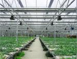 Pc Sheet / Polycarbonate Sheet Greenhouse For Modern Organic Agriculture