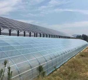 Quality Unheated Heating Method Wall Panel Commercial Greenhouse with Single-Arch Design wholesale