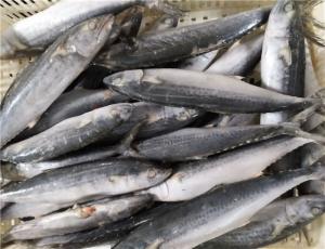 Quality 1kg Up Whole Round IQF Frozen Spanish Mackerel wholesale