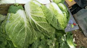 Quality Nutrient Small Chinese Cabbage / Chinese Leaf Cabbage HACCP / GAP Standard wholesale