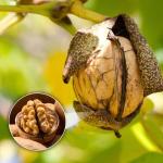 Lowest Price Wholesale Factory Price Xinjiang Xingfu Washed and Unwashed walnuts