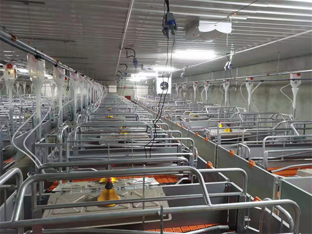 Automatic Swine Hog Gestation Crates Floor Standing HI HOPE