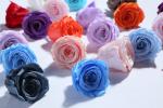 Factory wholesale real touch high quality multi color natural preserved roses at