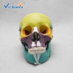 Professional Colored Human Skull Anatomy Skull Bones Anatomy 3d VIC-104C
