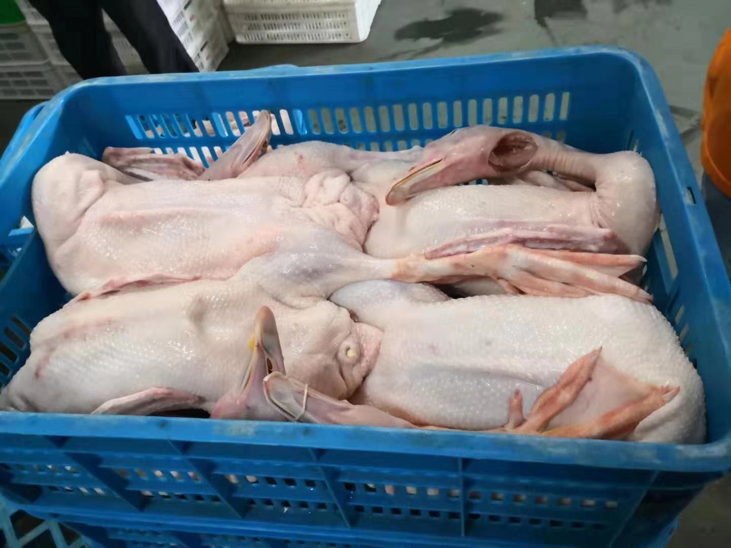 SS Poultry Slaughtering Equipment 200BPH - 12000BPH Automatic Plucking Machine