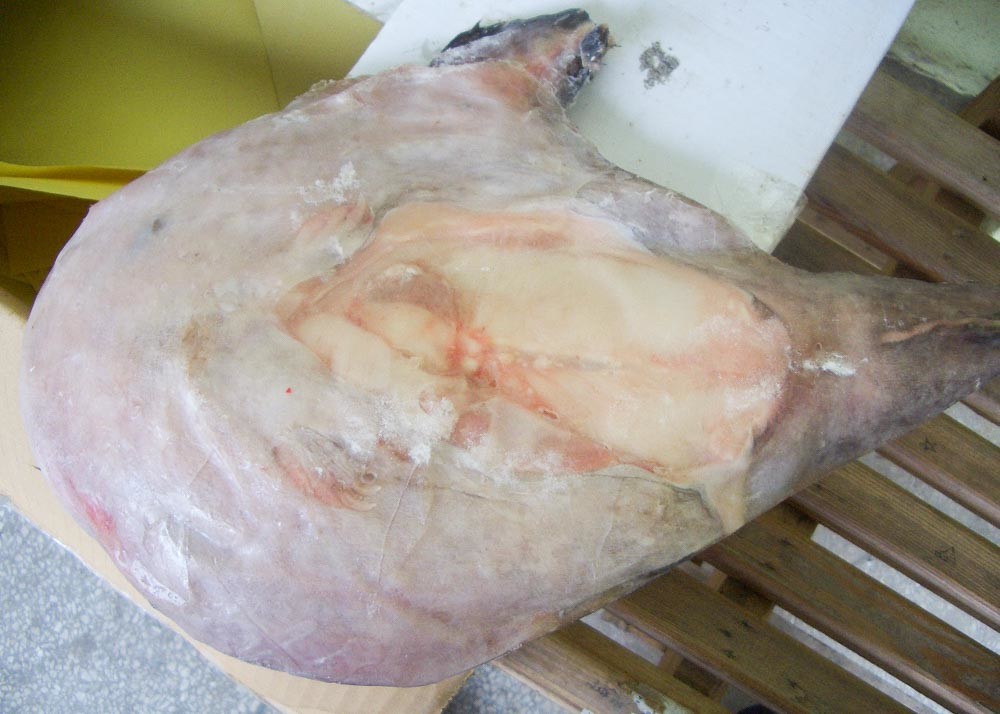Whole Round Frozen Monkfish 200 / 300 Size Iso22000 Certification