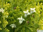 High Purity 65% Boswellic Acid Extract from Boswellia Serrata Resin