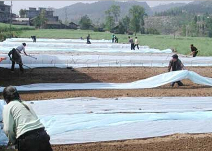 3% Anti-UV Agriculture Biodegradable Agriculture Non Woven Cover PP Non Woven
