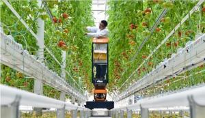 Quality Easy Assemble Tomato Plant Greenhouse Gutter Height 3.0-6.0m Hanging Load 0.15KN/M2 wholesale