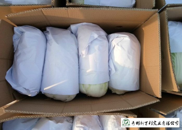 Big Size Fresh Chinese Cabbage Own Plantation Supply To Supermarket