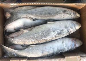 Quality Mugil Cephalus Cephalus Gutted 1000g 1500g Frozen Grey Mullet wholesale