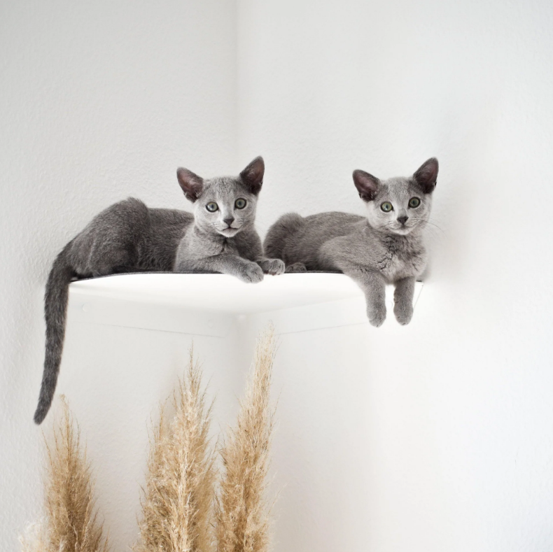 Standard Copper Cat Wall Plate Shelves Steps for Wall Mounted Cat Scratching Platform