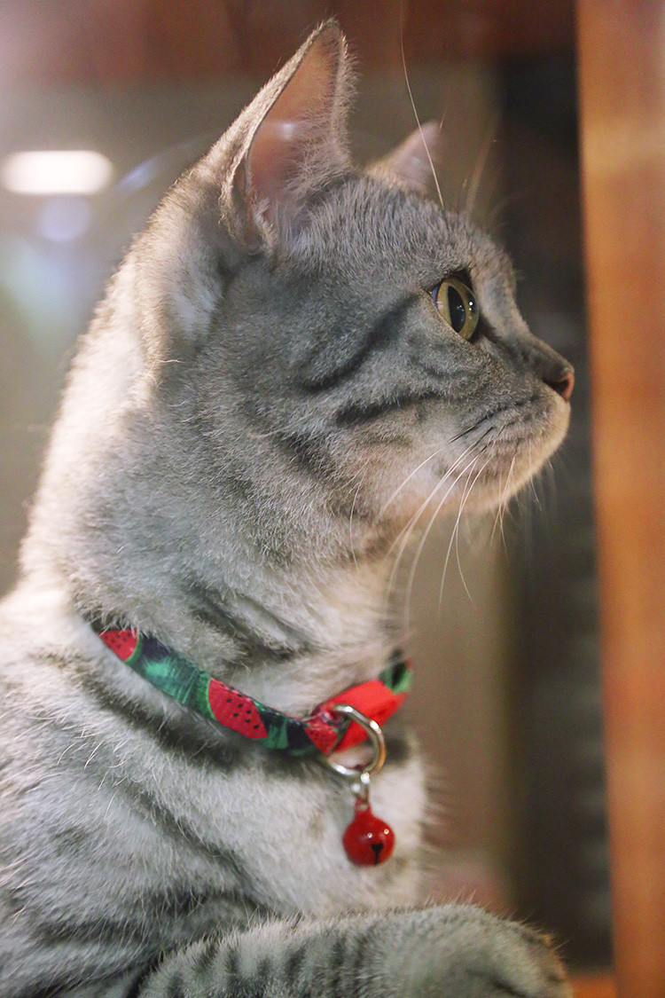 Red Personalised Quick Release Kitten Cat Collars With Name Tag Bell