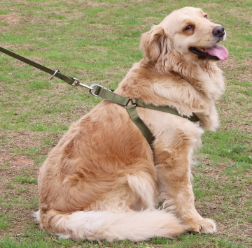Reflective Long Dog Leash For Yard Nylon Slip Leads