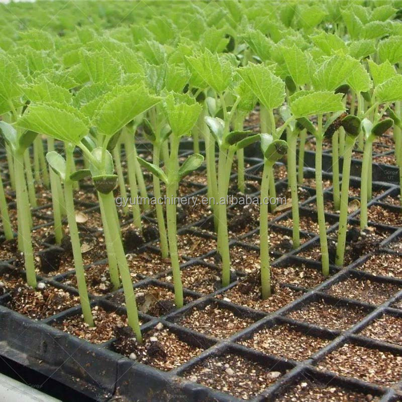 11 Rows Full Automatic Vegetable Tray Nursery Seedling Seeder for Quick Seed Planting