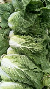 Quality Eco Friendly Organic Chinese Cabbage For Restaurant No Pesticide wholesale