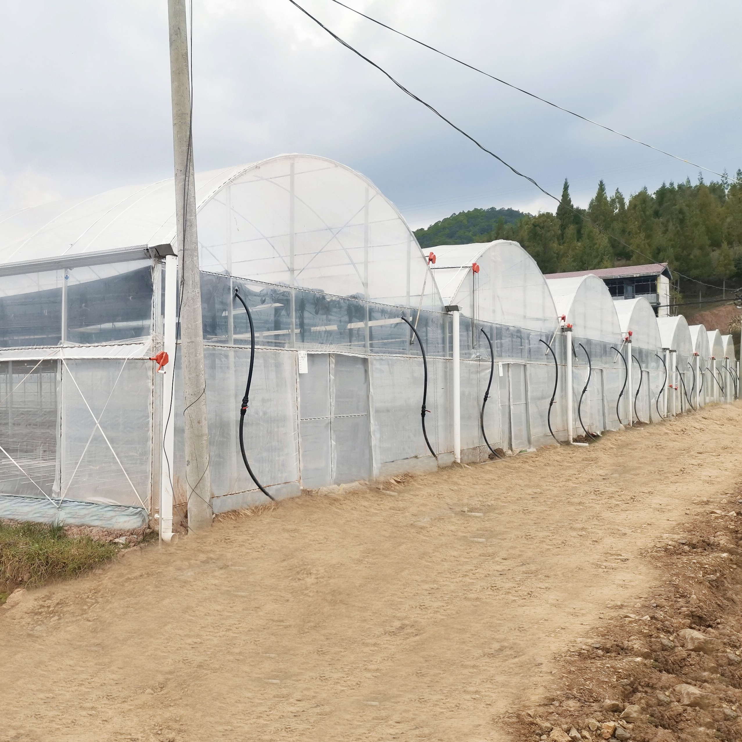 0.2mm film Standard Multi Span Greenhouse for Vegetable Fruits Flowers