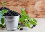 Anthocyanin Fruit Mulberry Herbal Extract Powder For Food Additives