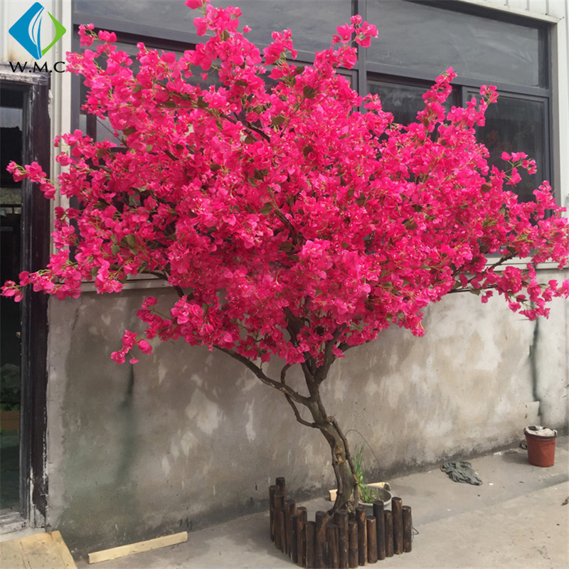 bougainvillea.jpg