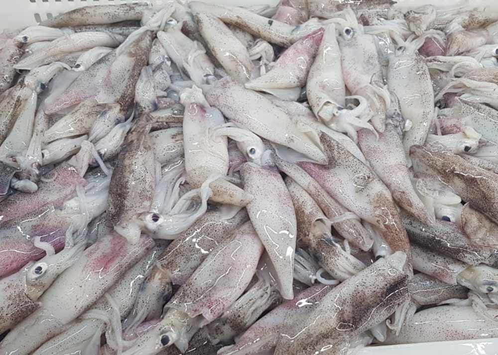 Frozen Loligo Squid Whole Round Bqf Chinese Ocean Vessels Freshness No Additives