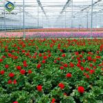 Toughened Clear Glass Flower Greenhouse Customized With Automatic Systems