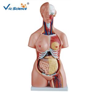 Quality High Performance 85cm Human Torso Skeleton Unisex Torso 23 Parts VIC-204 wholesale