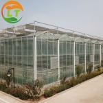 3m Height Large Glass Greenhouse for Tomato Planting in Skeleton Design
