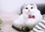 Cat Dog Bowtie Red Pink Small Large Bow Tie Dog Collar Christmas Support