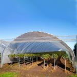Strawberry High Tunnel Greenhouse Hydroponic Rain Shelter Greenhouse