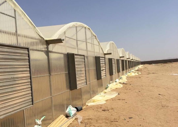 10 X 6 10 X 20 10 X 12 10' X 10 Clear Polycarbonate Greenhouse Wave Sheet Yellow Film Growing Lettuce Leaf Vegetable