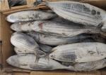 Katsuwonus Pelamis Whole Round 3.4kg Frozen Skipjack Tuna