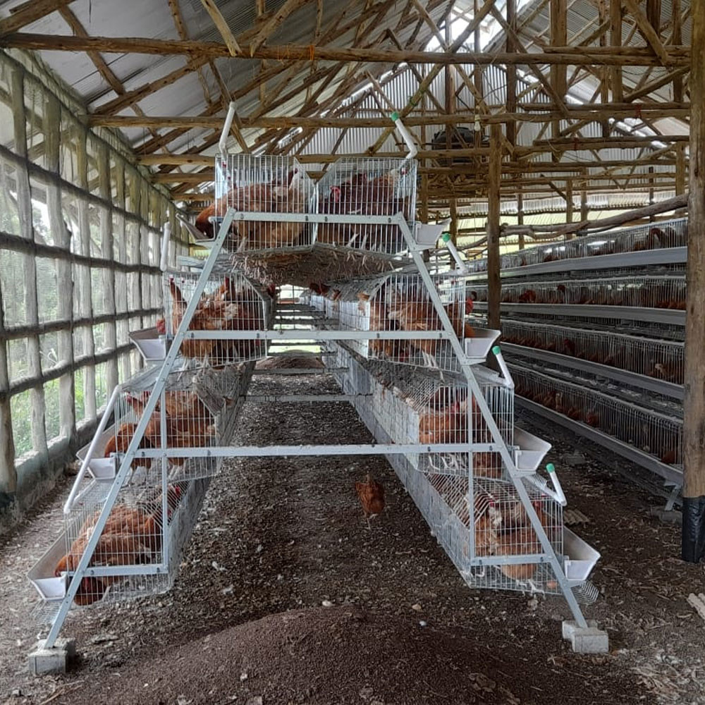 Hot Dip Galvanized Battery Poultry Farm A Frame Manual Layer Chicken Cage